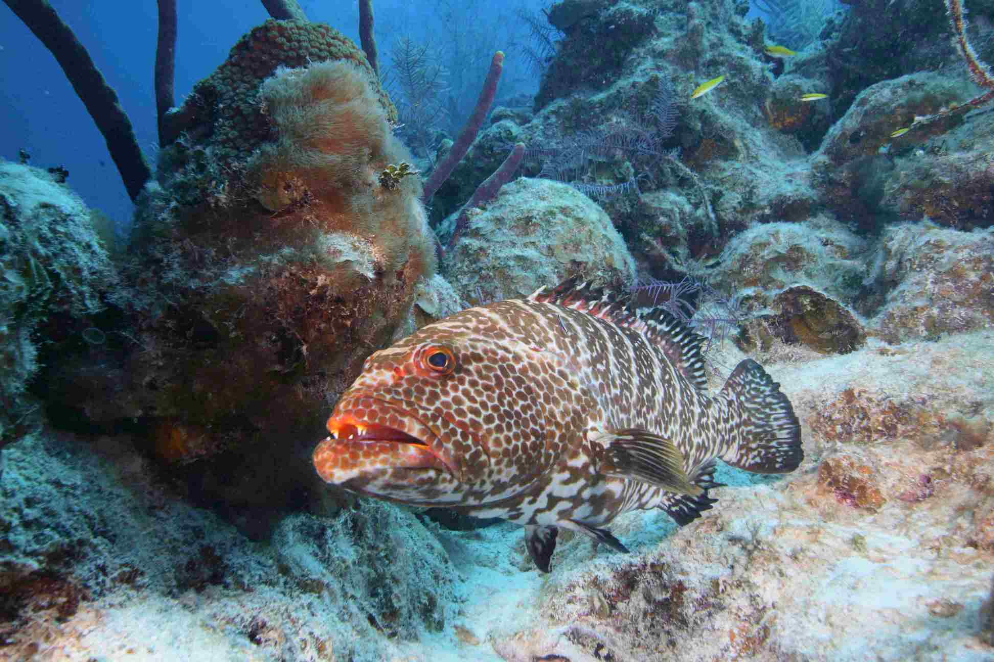 Коста-рика » групер голиаф (grouper, goliath, epinephelus itajara)