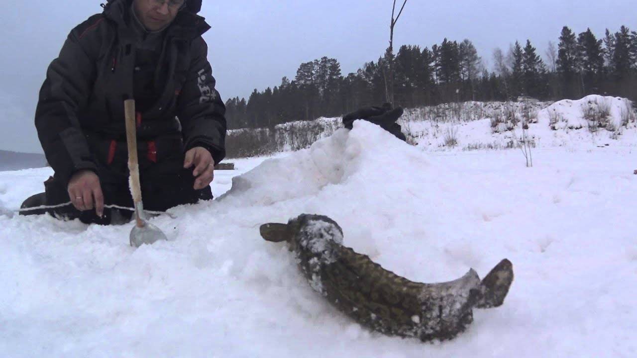 Как ловить налима зимой: 2 уловистых способа и 1 дедовский