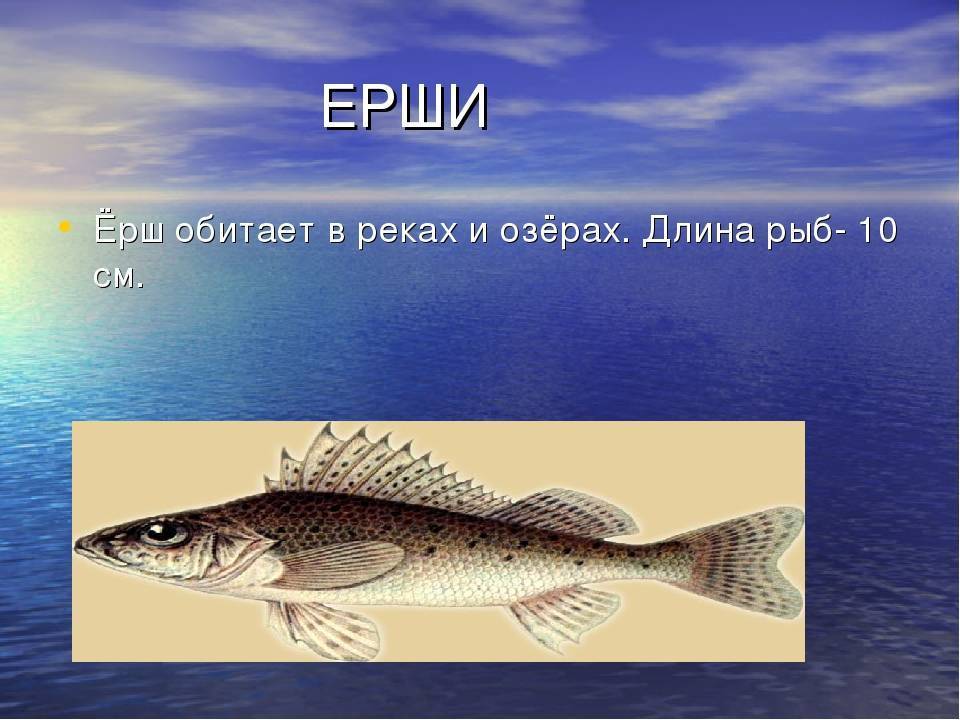 Каких видов бывает рыба ерш и особенности каждого из них