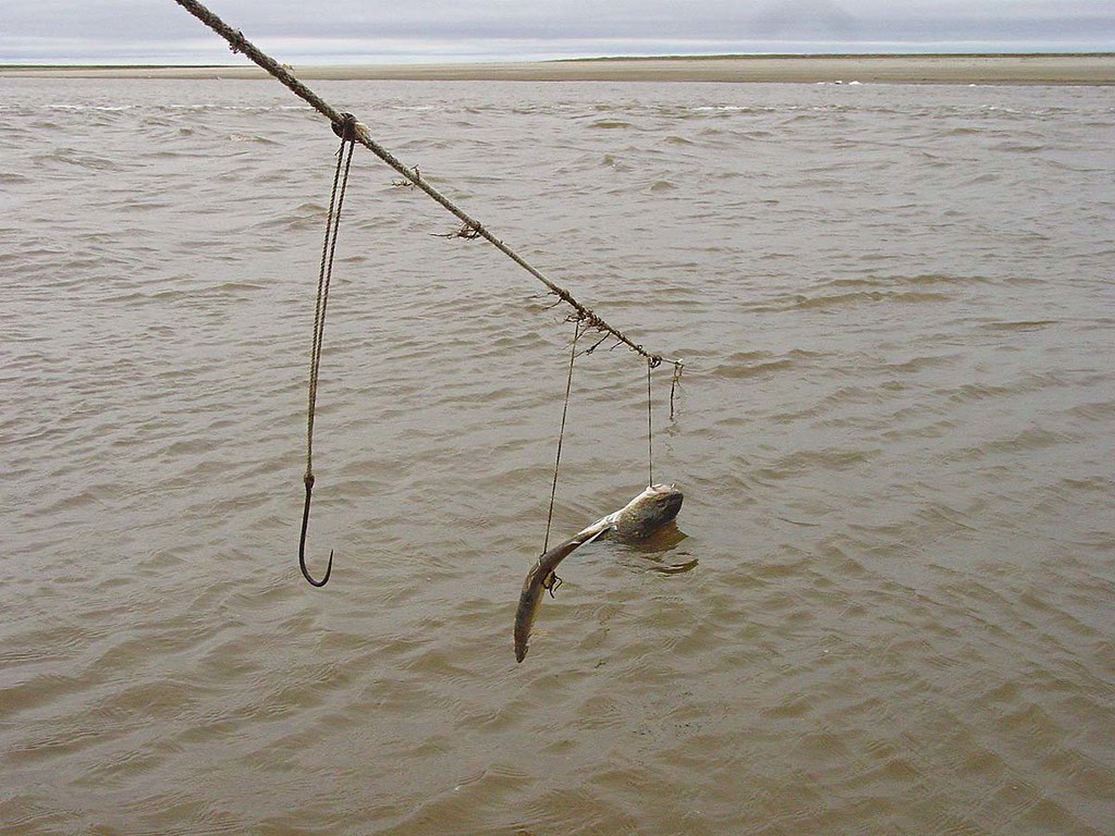 Ловля сома на перемет — полезные советы рыболовам