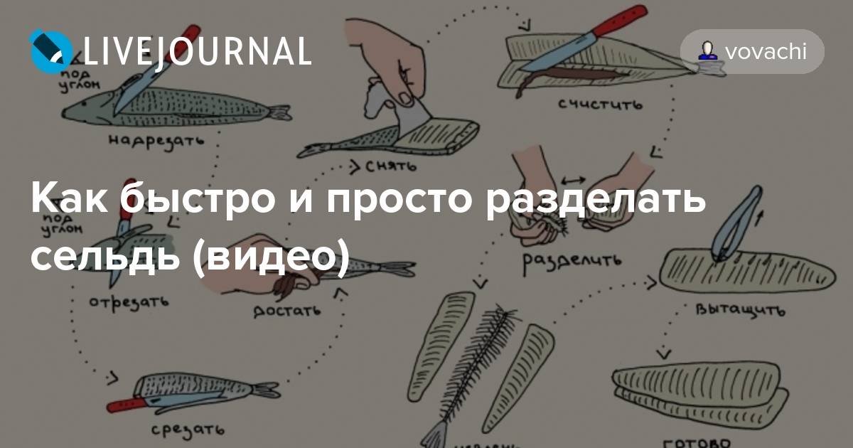 Рыбалка инструкции. Схема разделки селедки. Разделка сельди классификация. Оставить схему разделки сельди. Разделка соленой сельди схема.