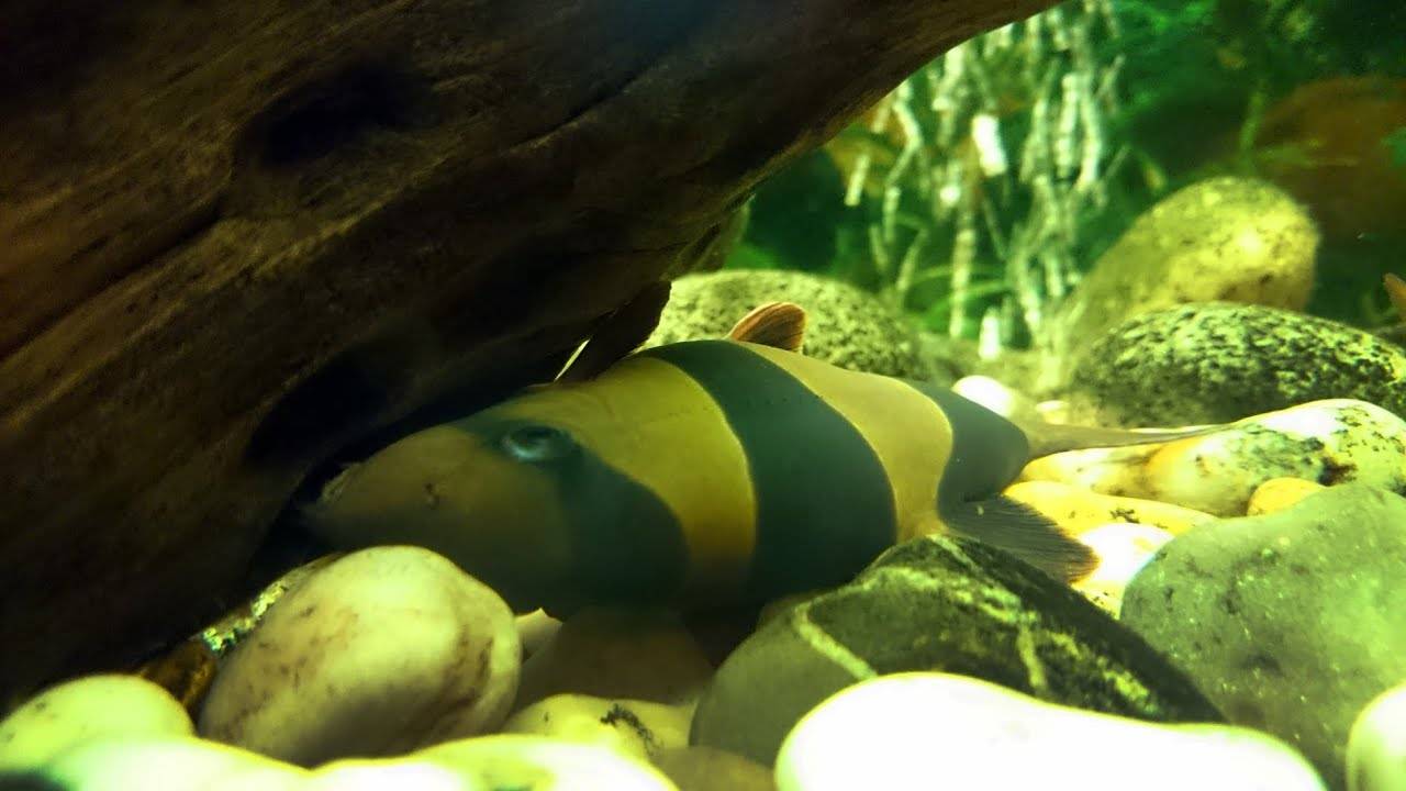 Как спят рыбы в аквариуме ночью и спят ли вообще: видео, фото