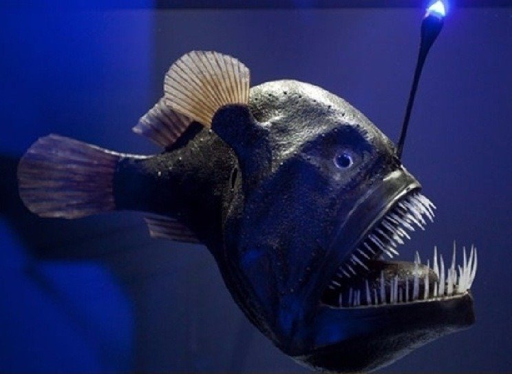 Глубоководная рыба с фонариком на голове: как называется, описание вида и особенности питания