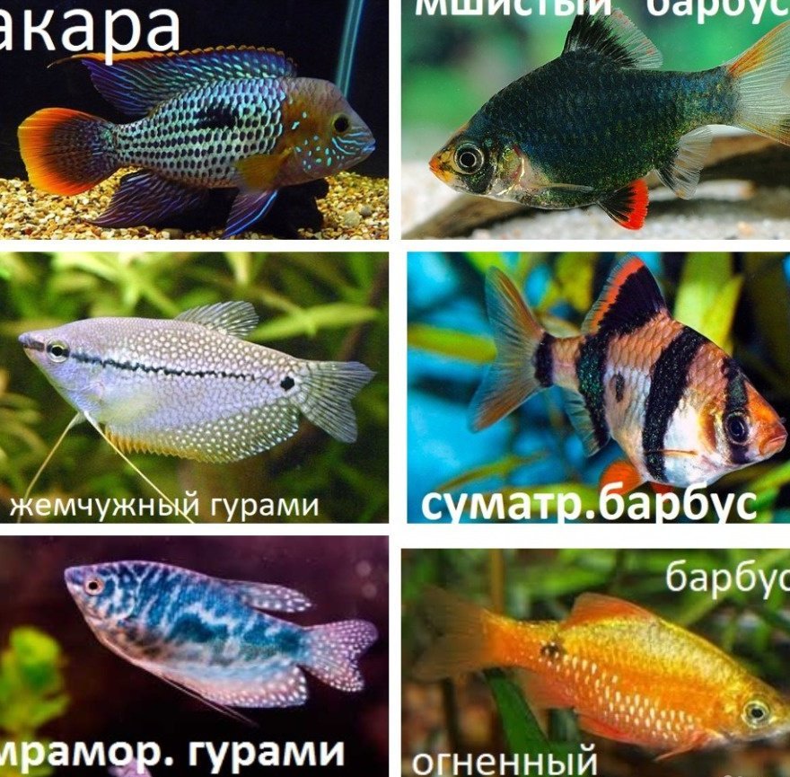 Совместимые аквариумные рыбки фото с названиями