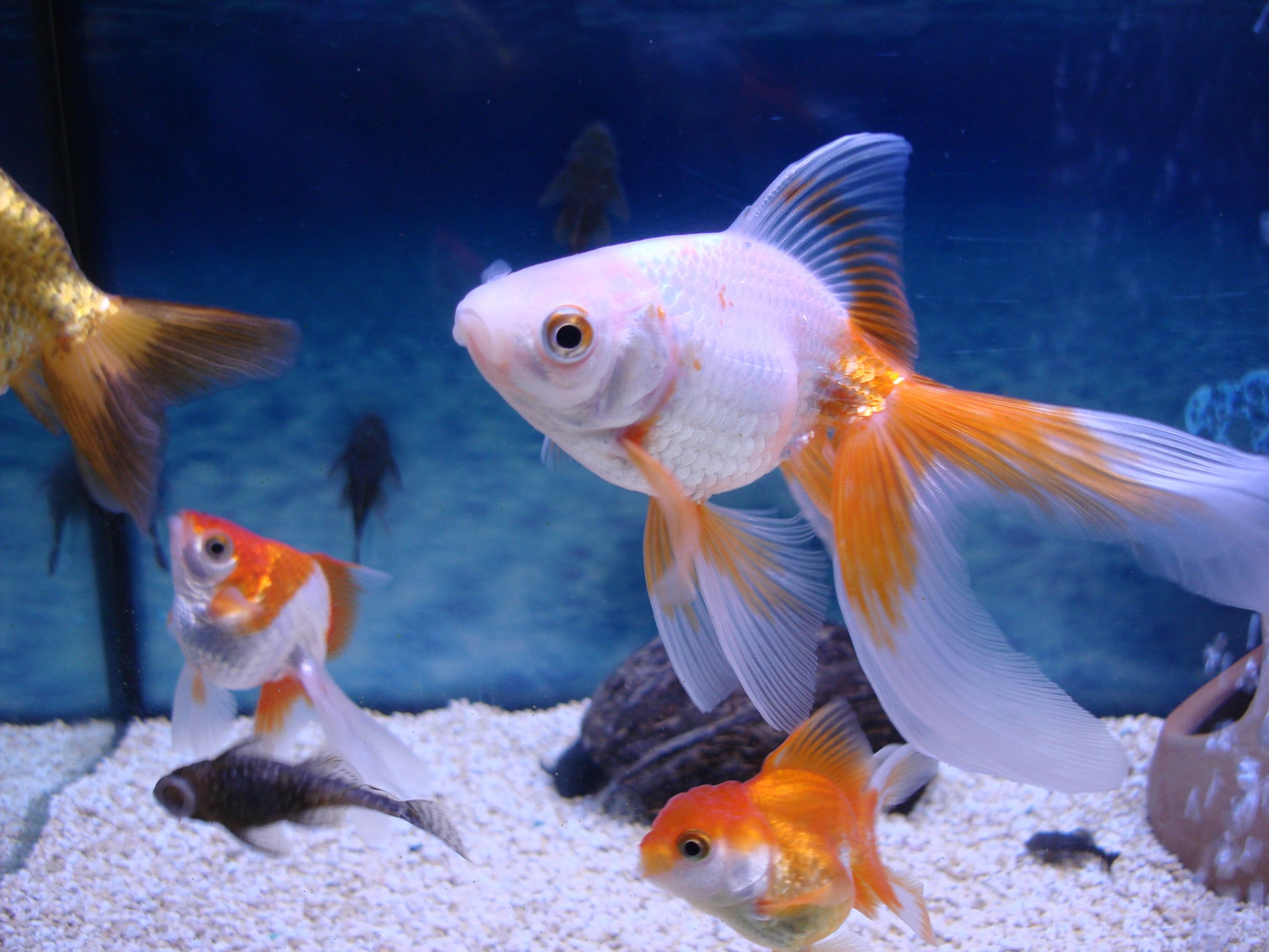 Комета (золотая аквариумная рыбка): содержание и уход, совместимость, болезни