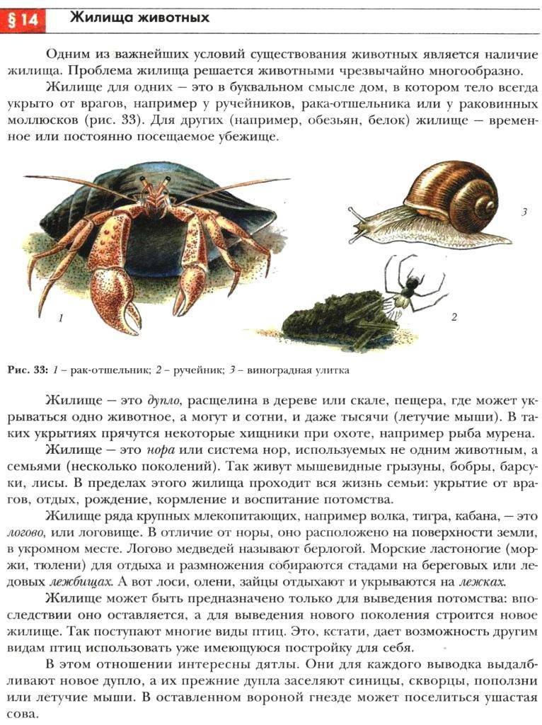 Рак отшельник. образ жизни и среда обитания рака отшельника | животный мир