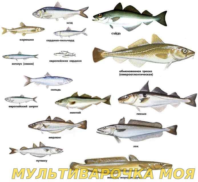 Морская рыба: список, виды и названия
