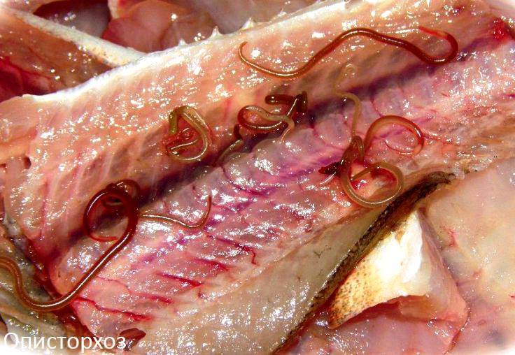 Есть ли описторхоз в щуке: болеет ли рыба паразитами