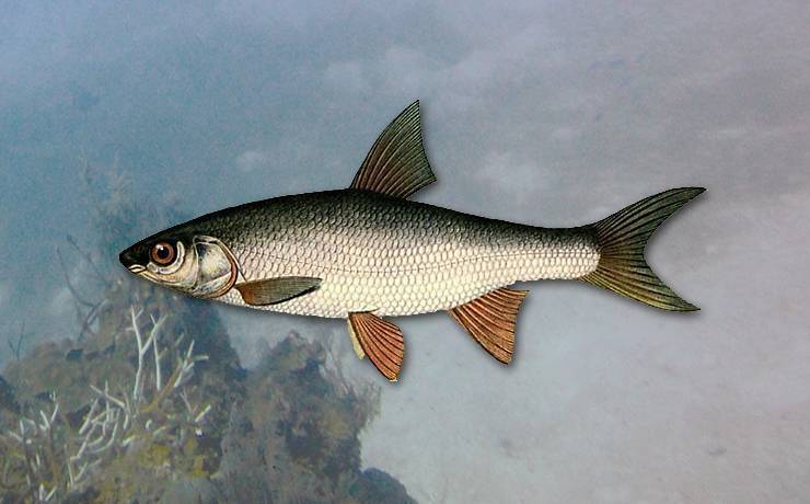 Вырезуб рыба: описание, особенности поведения, рыбалка, нерест