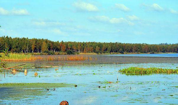 Малаховское озеро — парк, рыбалка, пляж, фото, отдых 2020, отели рядом, как добраться на туристер.ру