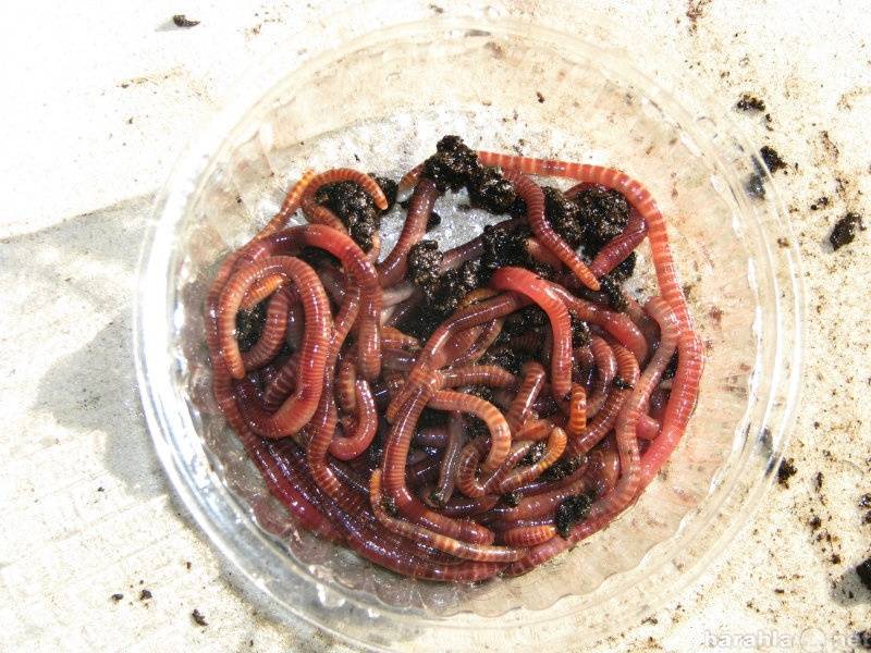 Как разводить червей для рыбалки дома