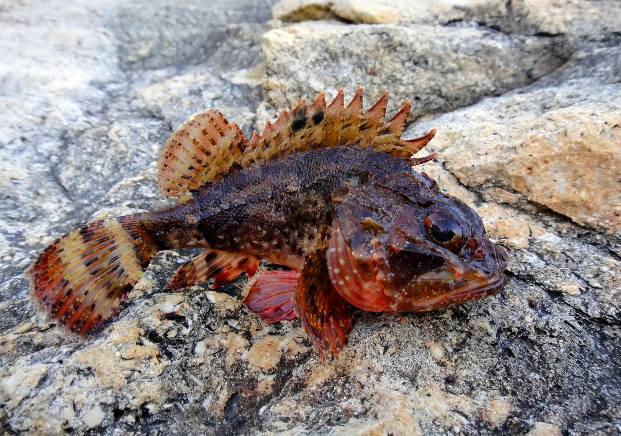 дракончик черное море