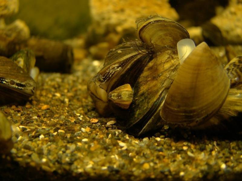 Беззубка обыкновенная ℹ️ описание моллюска, характеристика, внешнее и внутреннее строение, способы питания и размножения, среда обитания, жизненный цикл, значение