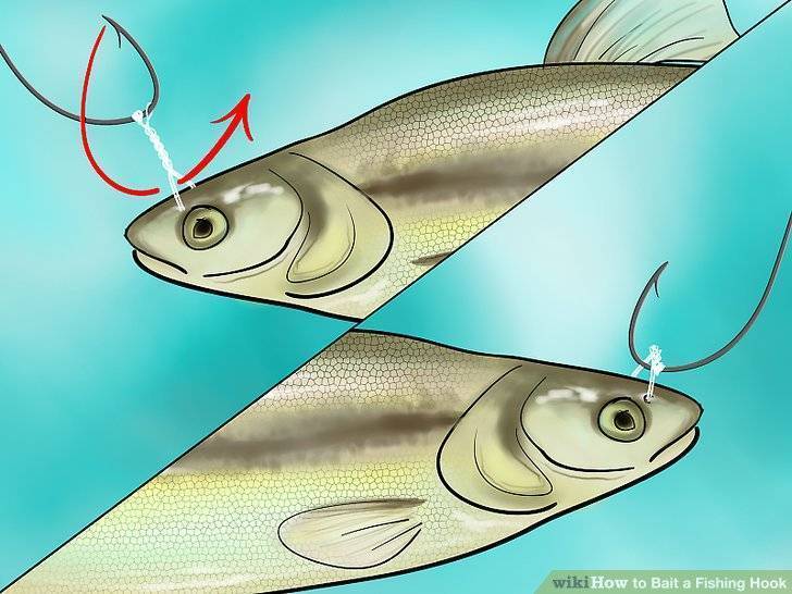 Как подобрать живца для рыбалки