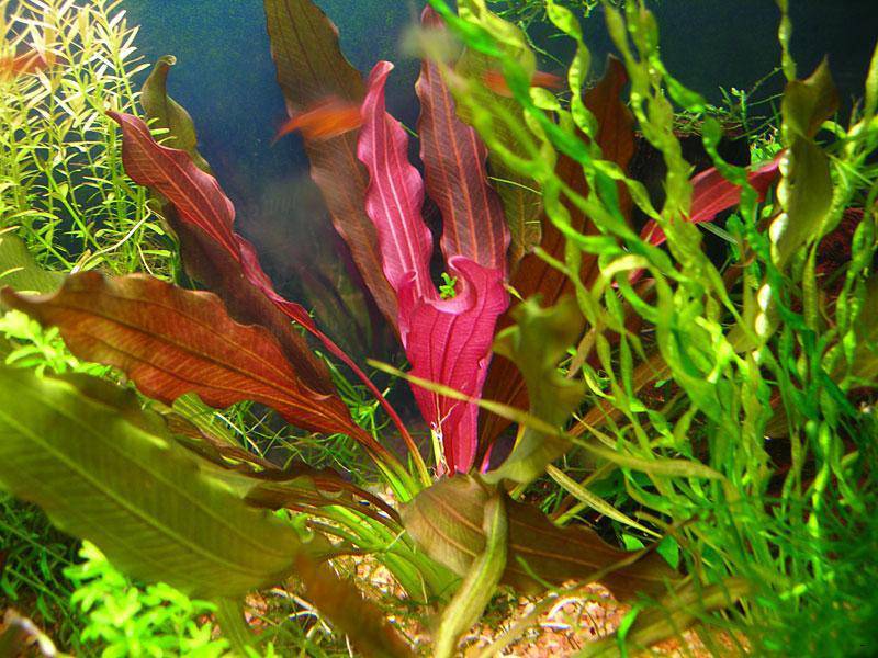 Эхинодорус нежный – растение для переднего плана