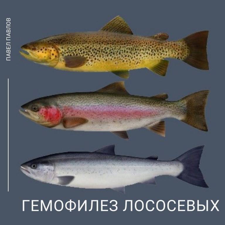 Палия: описание рыбы, места обитания, размножение и рацион питания