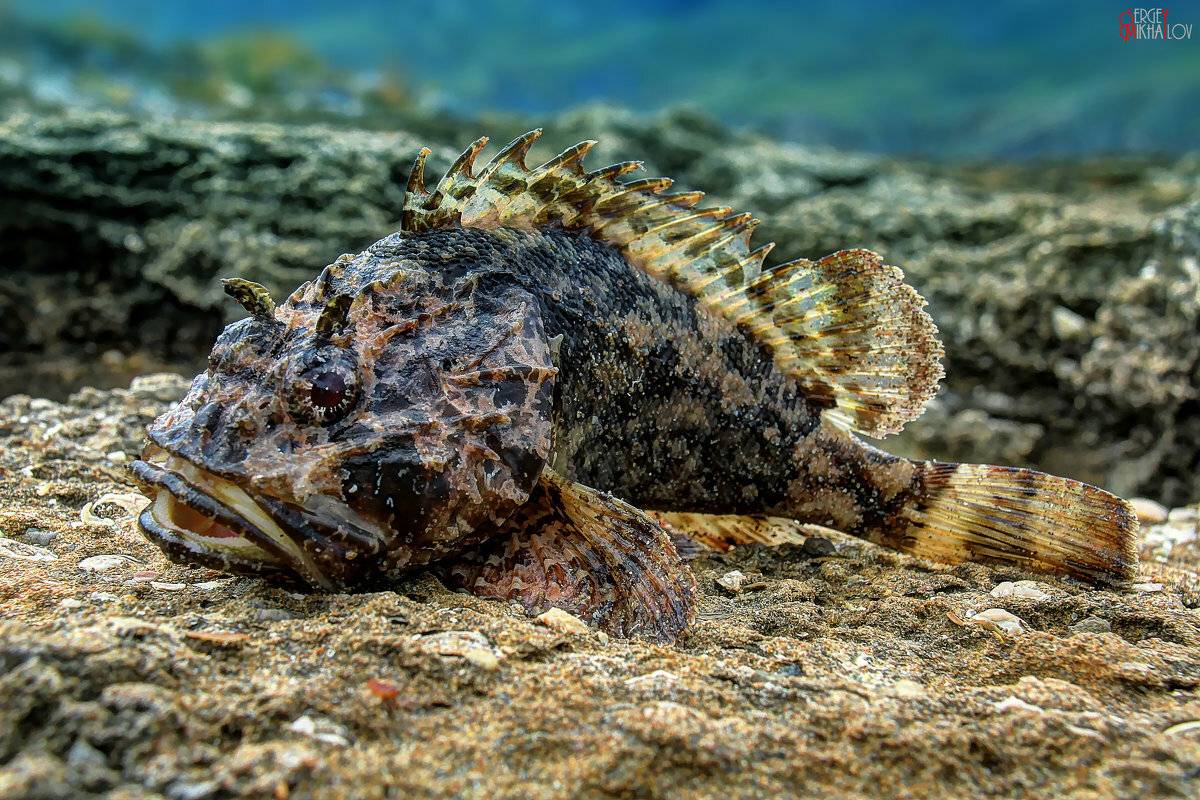 Рыба водится в крыму. Морской Ерш скорпена. Черноморская скорпена-ёрш. Рыба скорпена Черноморская. Скорпена (Черноморская скорпена-ёрш).