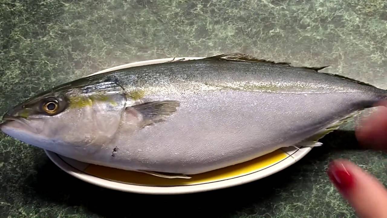 Как выглядит рыба лакедра желтохвостая фото