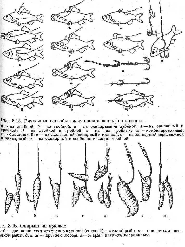 Объясните способ насаживания. Способы насаживания живца. Способы насаживания живца на крючок. Правильная насадка опарыша на крючок для рыбалки. Способы наживки живца на крючок.