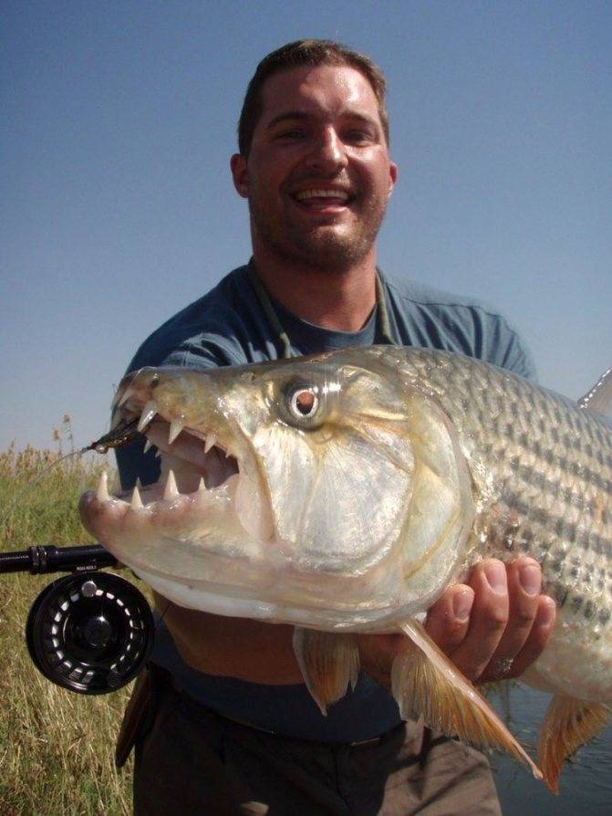 Рыба голиаф или большая тигровая рыба