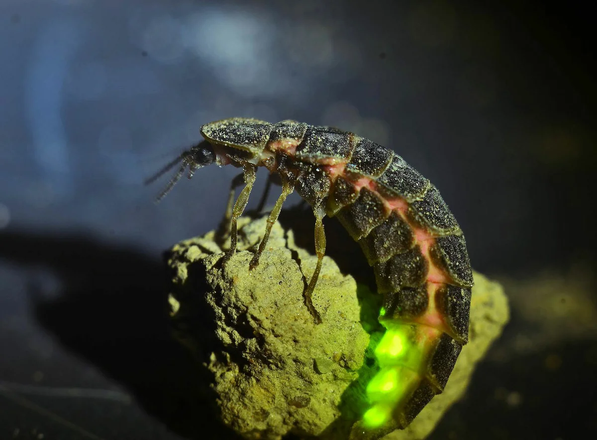 Светлячок насекомое. образ жизни и среда обитания светлячка