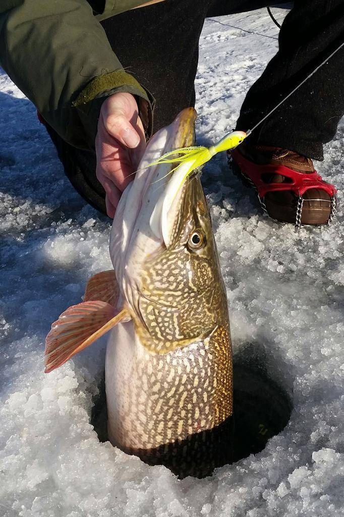 Ловля щуки зимой по первому льду, в глухозимье и по последнему льду - читайте на сatcher.fish