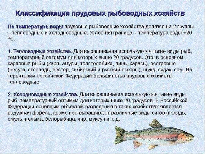 Таймень: описание рыбы, где обитает, способы ловли и пищевая ценность