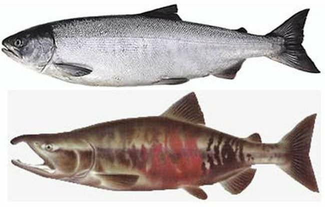 Рыба лосось: характеристика вида, где обитает, чем питается