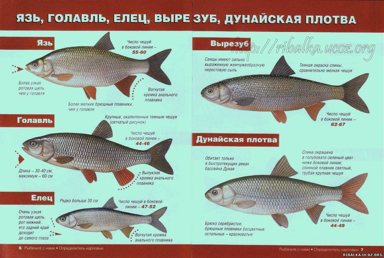 Красная рыба виды названия фото