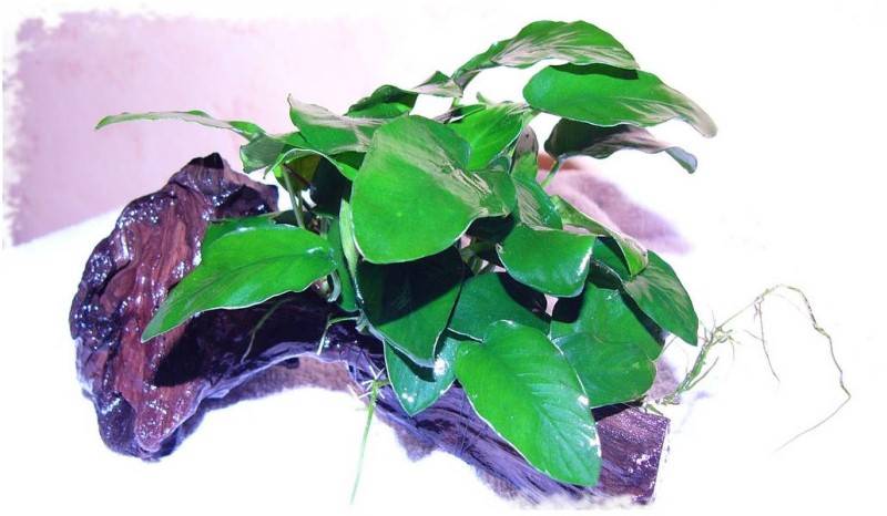Миниатюрное растение анубиас нана