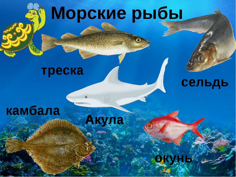 Морские рыбы названия и фото рыбы названия