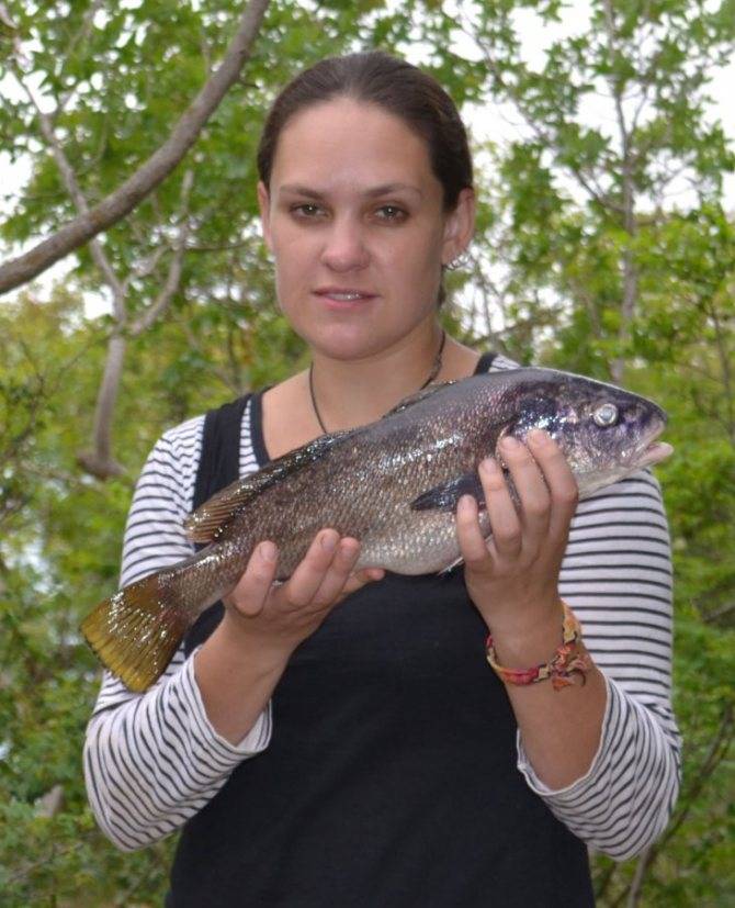 Рыба горбыль (мусар) - описание, как, где и на что ловить в израиле (white seabass)