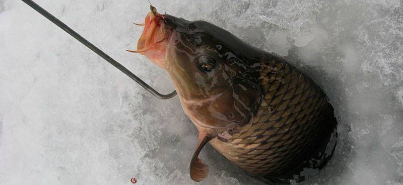 Секреты ловли сазана зимой - на рыбалке!