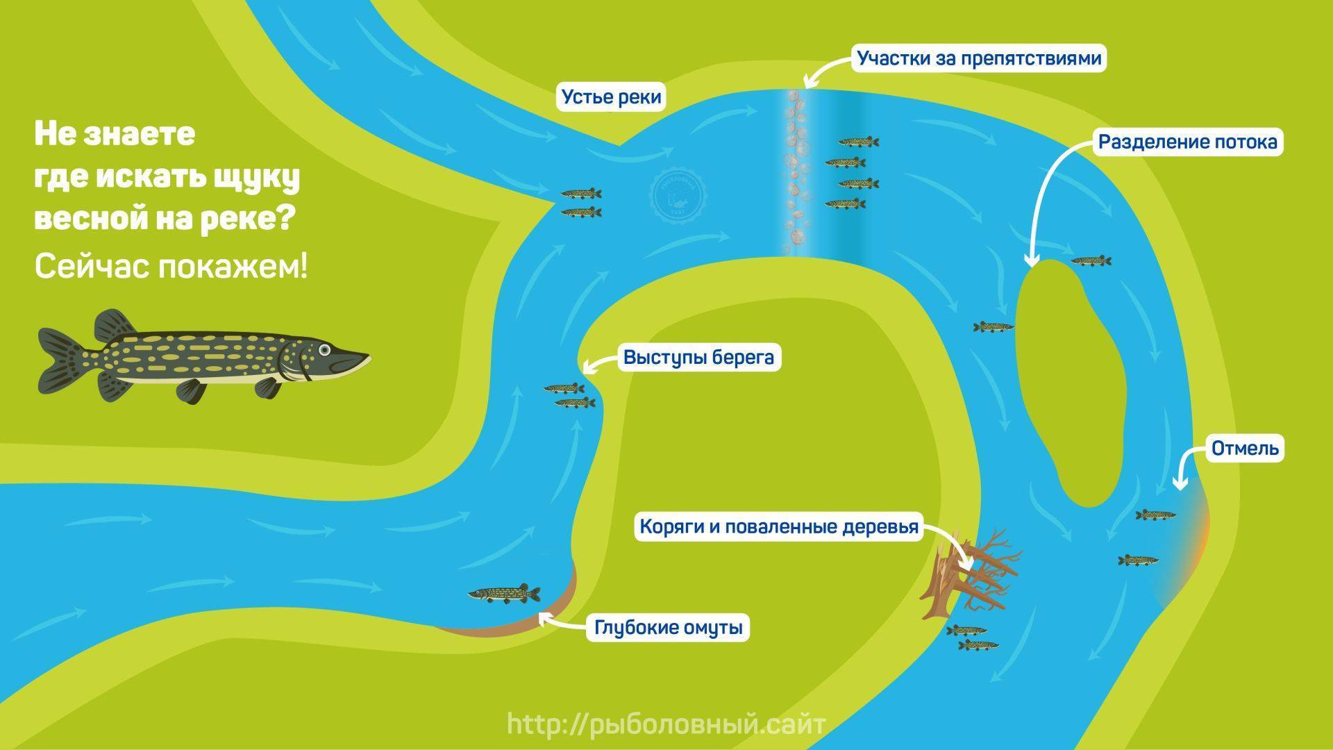 Рыба судак (морская и речная): где водится, описание, образ жизни, техника ловли