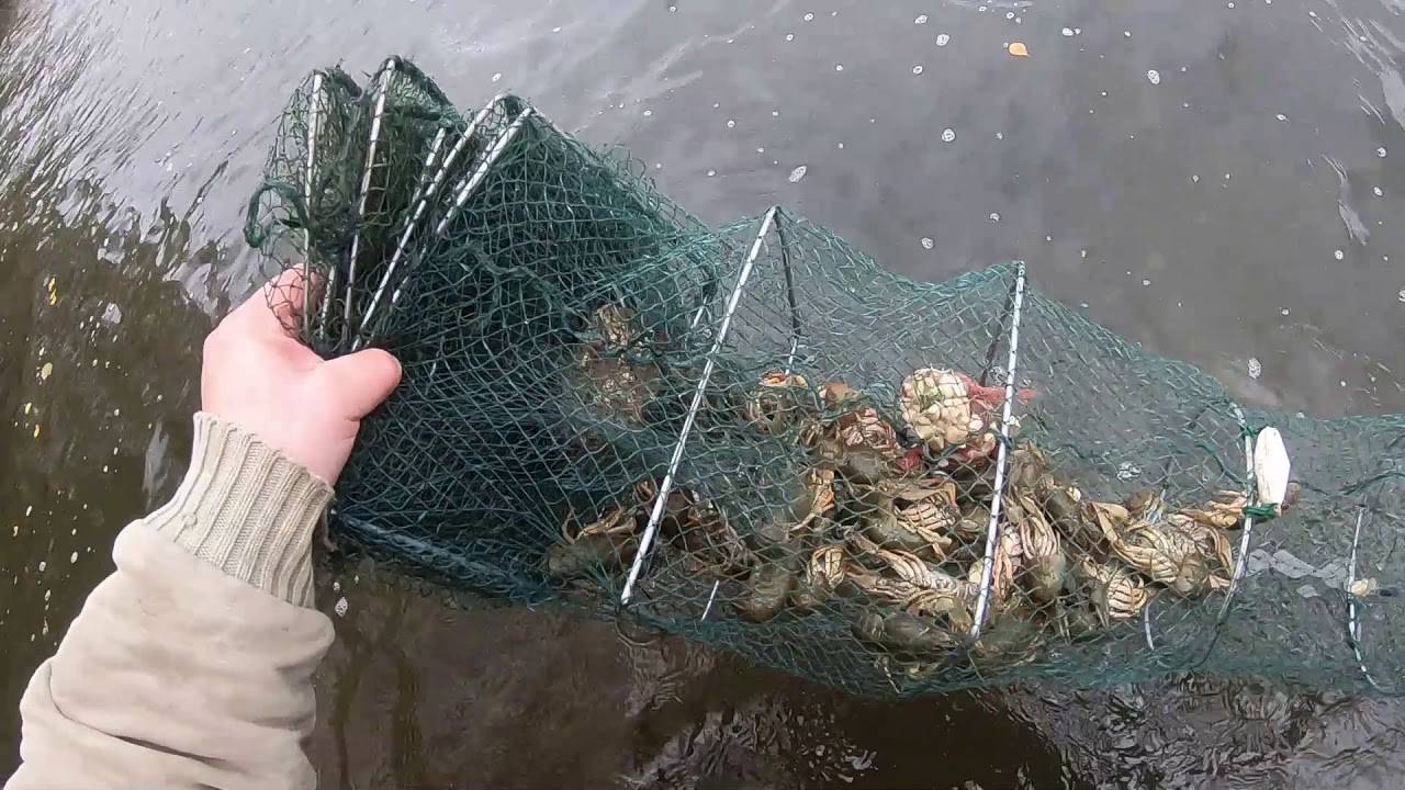 Можно ли поймать. Браконьерские снасти. Приманка для раколовки. Ловля раколовками. Ловля на раколовки.