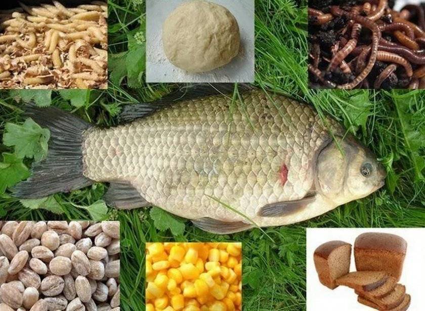 Камбала: польза и вред необычной рыбы для организма человека