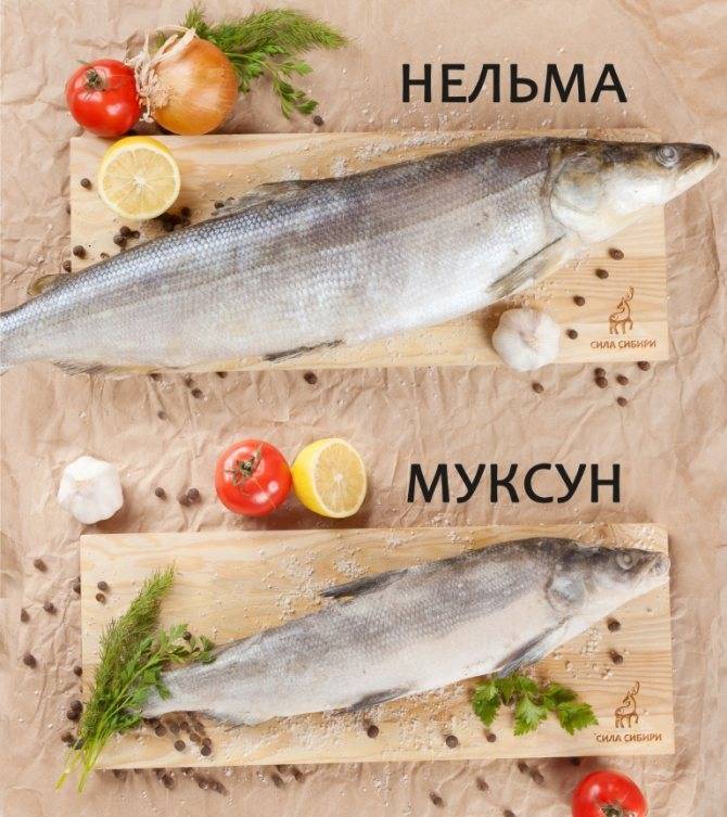 Чем отличается муксун от щекура фото