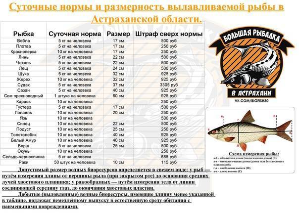 Минимально разрешенные к вылову размеры рыбы в западно-сибирском рыбохозяйственном бассейне