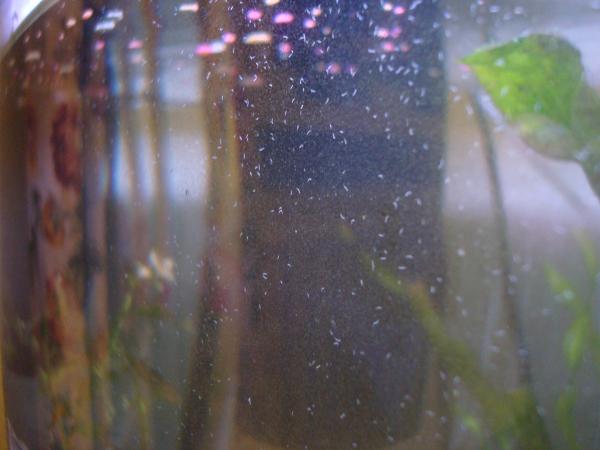 10 шагов для борьбы против зеленого налета в аквариуме