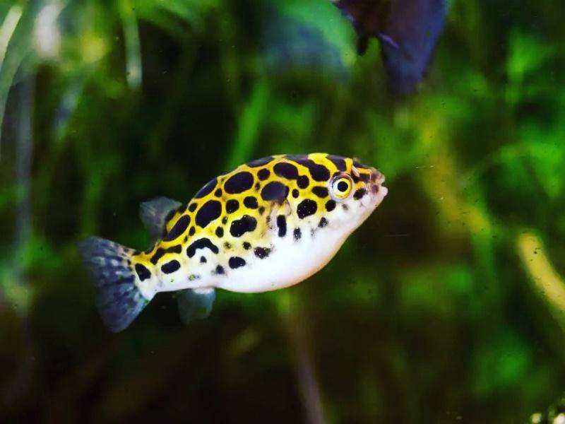 Рыбки без кислорода в аквариуме, которым он не нужен и они могут без него жить: породы рыб, их описание и содержание
