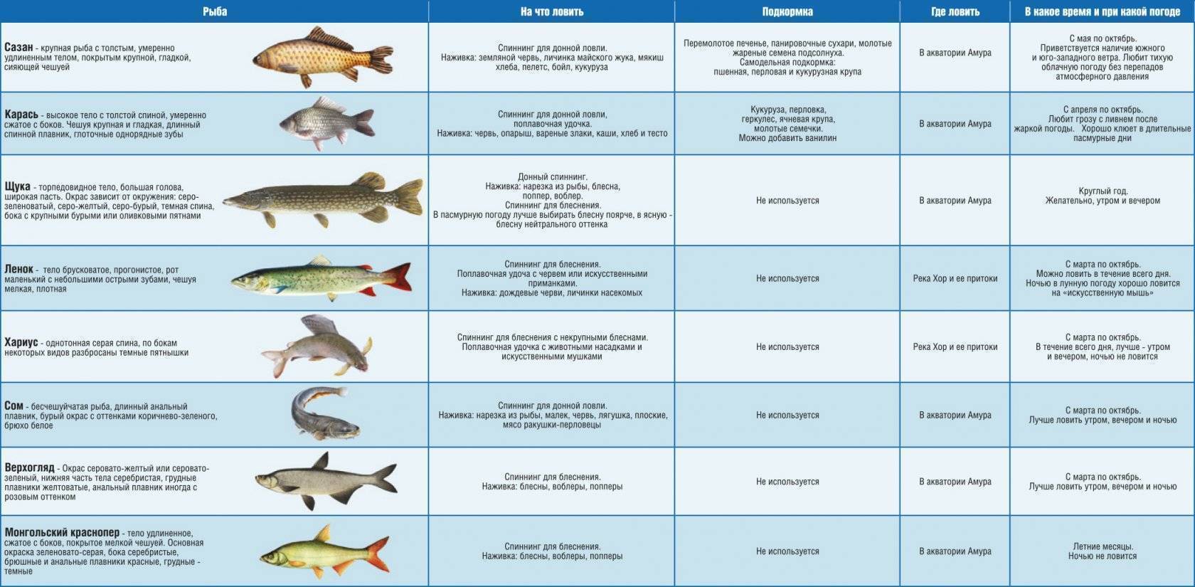 Описание вида рыбы горбуша, где водится в россии и других странах; речная или морская