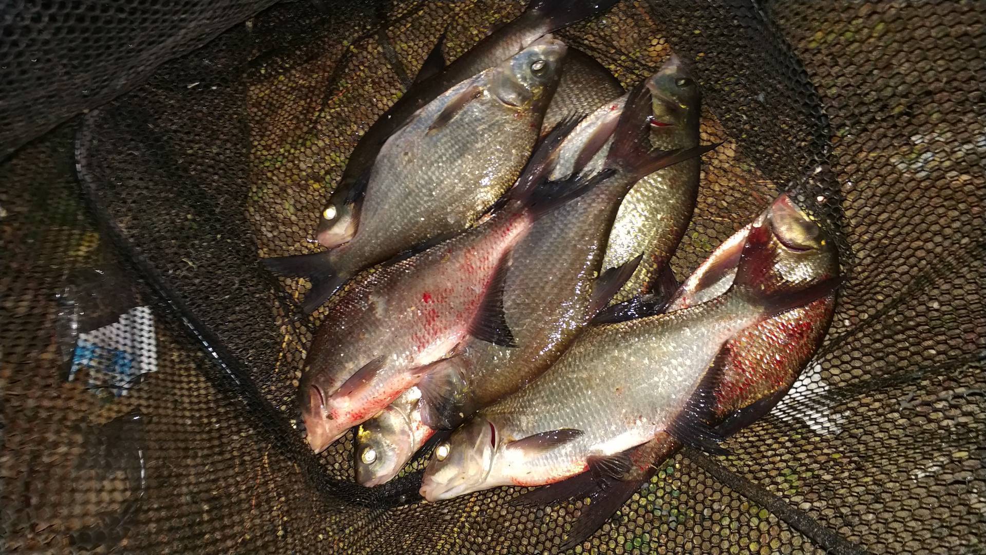 Ловля налима осенью на фидер: секреты успешной рыбалки + видео