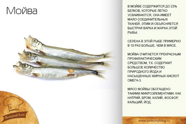 Мойва — полезные свойства и вред; как и где её ловят; выбор рыбы; способы приготовления
