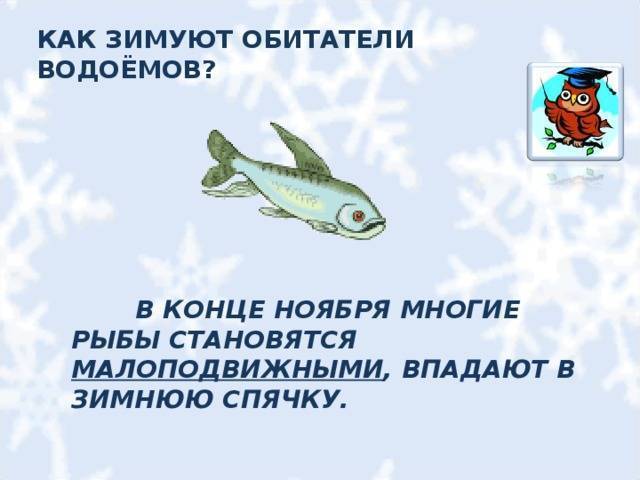 Как зимуют рыбы? - полезная информация для всех