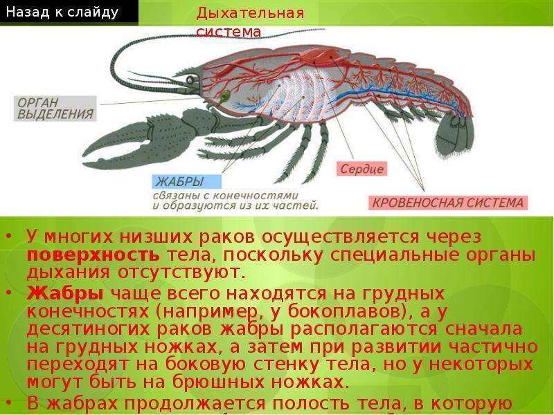 Рак проект по биологии