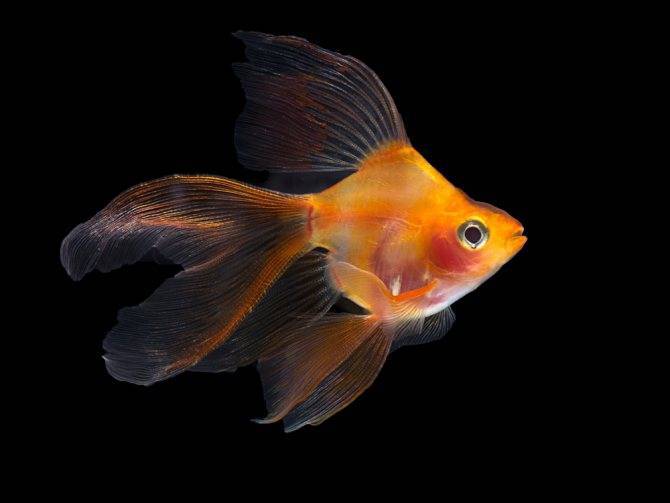 Золотая рыбка: содержание, кормление, как различить и разводить