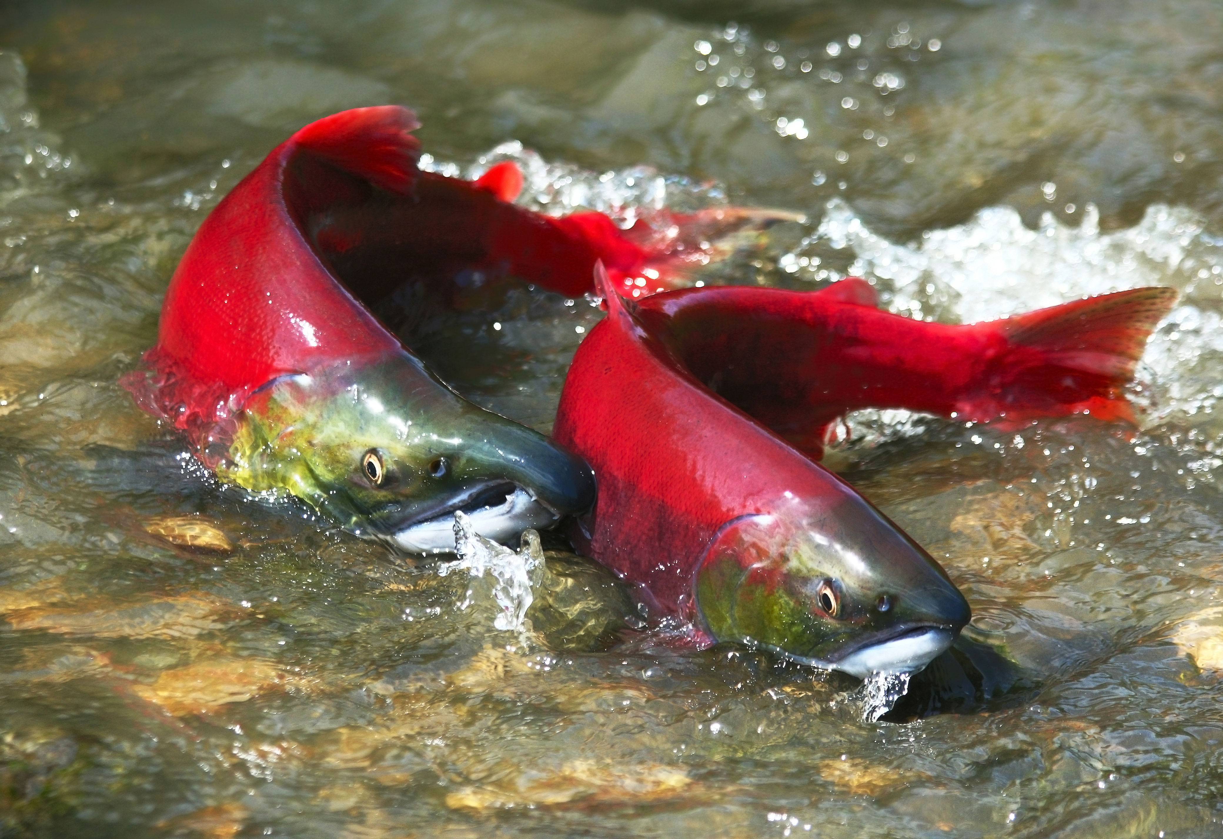 Нерест лососевых рыб: когда происходит и погибает ли лосось