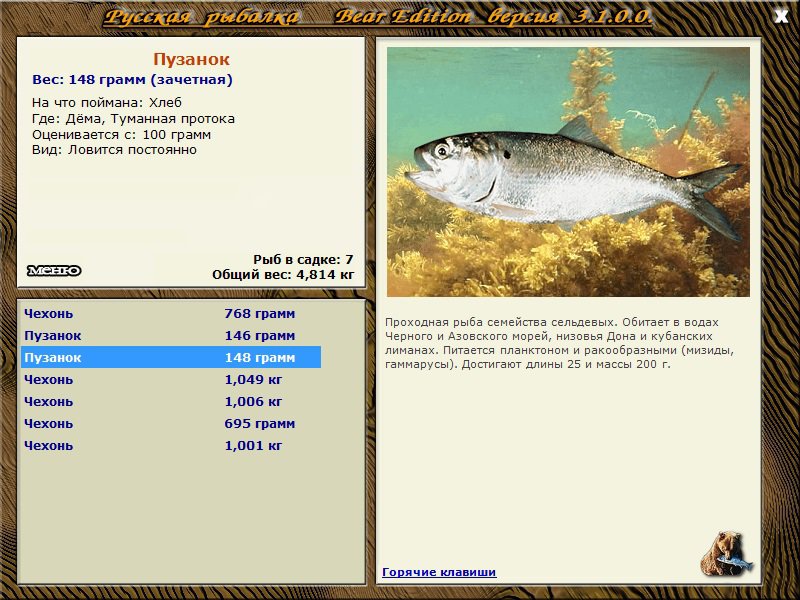 Рыба рыбец: полное описание, ареал обитания, ловля, фото