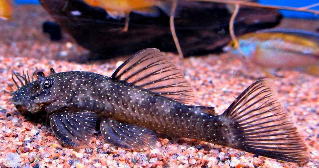 Анциструс звездчатый (сомик) l181: содержание, разведение и совместимость с другими рыбами
