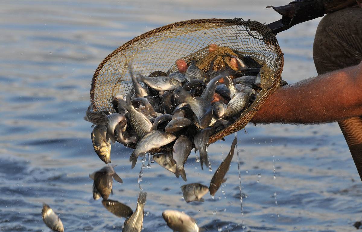 Как открыть рыбное хозяйство: рентабельность